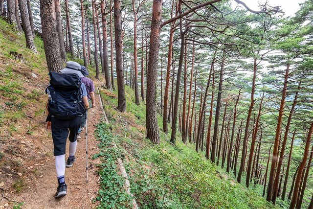 대관령 소나무숲길[사진/임헌정 기자]