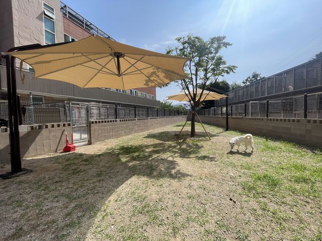 온센터 운동장에 설치한 파라솔