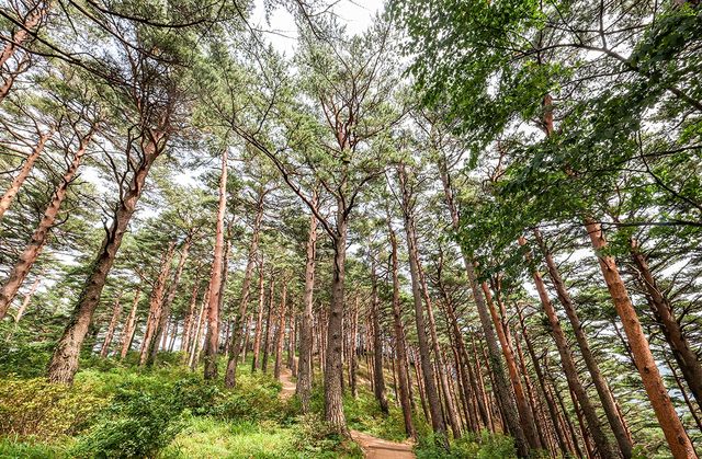 대관령 금강소나무 숲[사진/임헌정 기자]