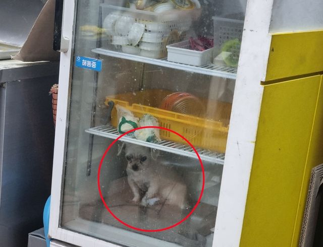 냉장고 안에 반려견