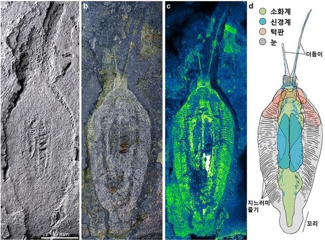 넥토그나투스 화석과 이를 분석한 모습