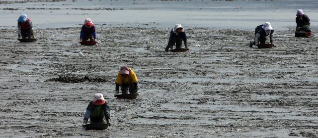 참꼬막 잡는 모습