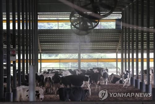 대형선풍기와 냉각안개로 더위 식히는 젖소들