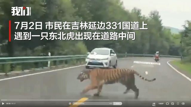 중국 지린성에 나타난 야생 백두산호랑이