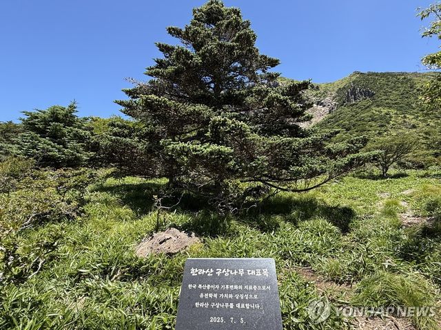 한라산 구상나무 대표목