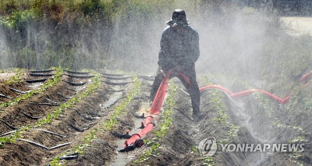 폭염 속 '농작물을 살려라'
