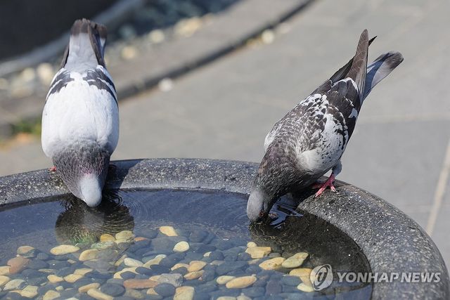 물 마시는 비둘기