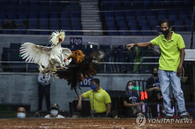 필리핀의 닭싸움 현장