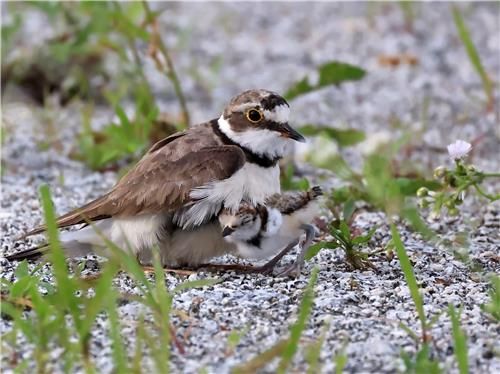 둥지를 벗어난 새끼를 가슴에 품은 어미