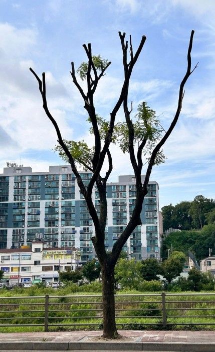 잘려나간 가로수
