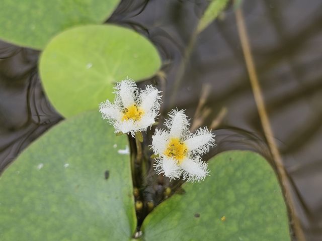 당진 합덕제에 핀 어리연꽃