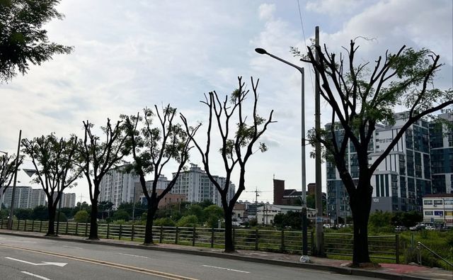 여울로 회화나무길