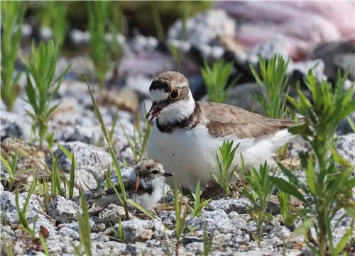 폭염 속 3차 번식에 성공한 꼬마물떼새