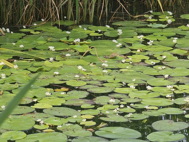 당진 합덕제 자생 '어리연꽃' 700여포기로 증가