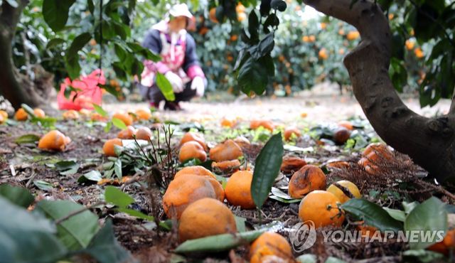비상품 제주 감귤