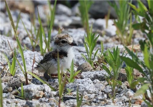 부화한 새끼와 남아 있는 알