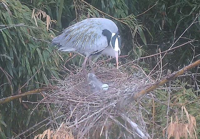 태화강 대숲 수컷 왜가리와 새끼 왜가리