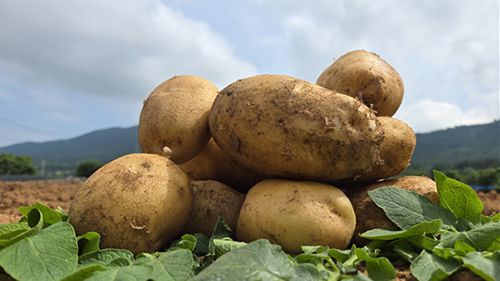 신품종 '금선' 씨감자