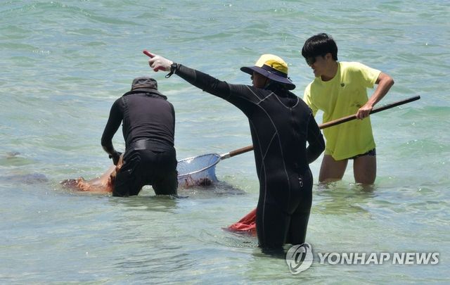 제주 해수욕장 해파리 조심