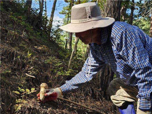 울진 금강송 산지농업시스템
