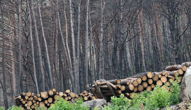 영양 삼의계곡의 그을린 나무