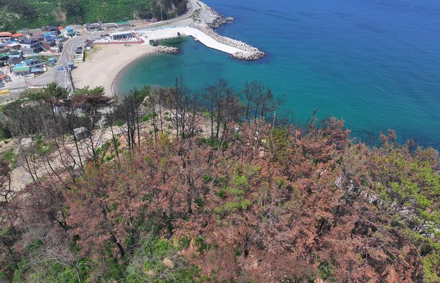 영덕 오보 해수욕장 인근 산불 흔적