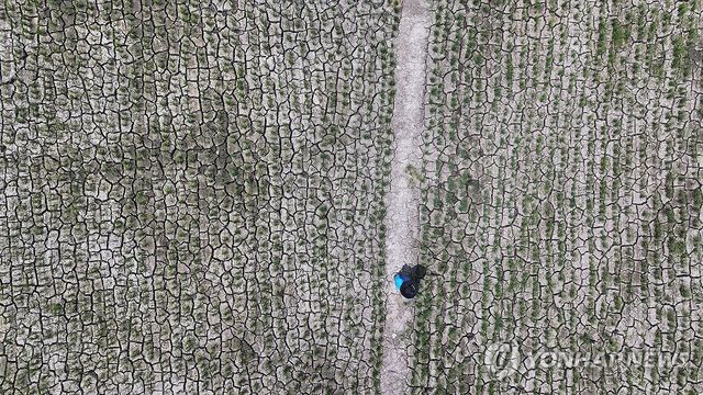 바짝 말라버린 하논분화구의 벼 논