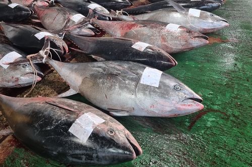 영덕서 잡힌 대형 참다랑어