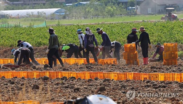 가뭄 속 강원도 감자 수확