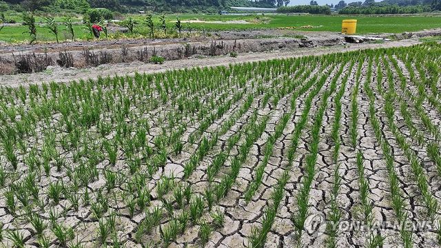 바짝 말라버린 하논분화구의 벼 논