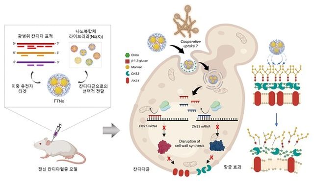 칸디다를 표적하는 유전자 치료제 'FTNx'의 작동 원리 