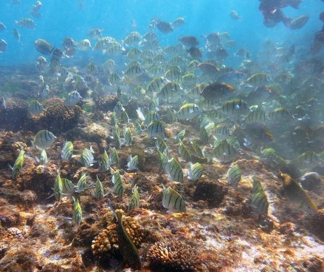 산호초 주변 조류 이끼를 먹는 초식 물고기 떼