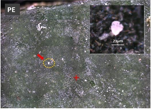 식물 잎 표면에서 검출된 폴리에틸렌(PE) 사진