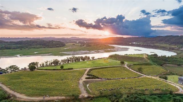 연천 통일바라기 축제장