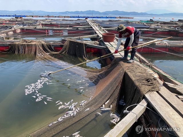 폐사한 물고기