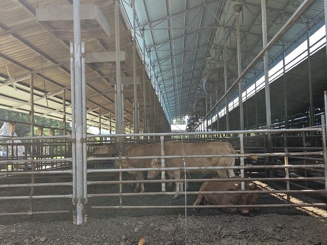 더위에 지쳐 누워 있는 안성 보개면 가율축산 우사 내 소