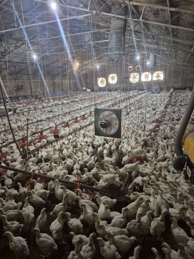 안성 은영농장 계사 내부 모습