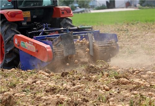 가뭄으로 먼지 뽀얗게 솟는 감자밭