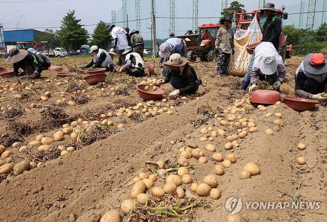 감자 수확하는 외국인 계절근로자