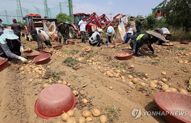 감자 수확하는 외국인 계절근로자