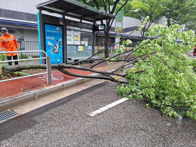 지난달 집중호우와 강풍에 전도된 느티나무 