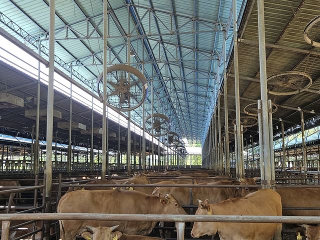 안성 보개면 가율축산 우사 내부 모습