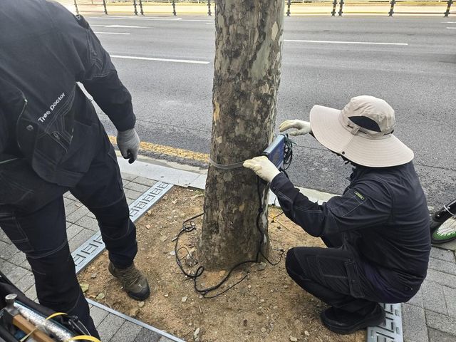 가로수 전도사고 예방을 위해 위험성 안전진단 중인 모습