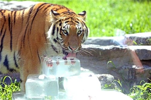 호랑이 여름나기