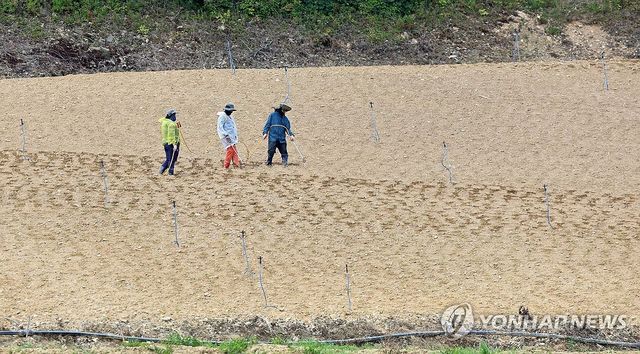 가뭄으로 타들어 가는 고랭지 채소밭