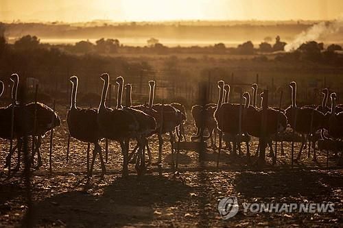 남아공 타조 농장 전경