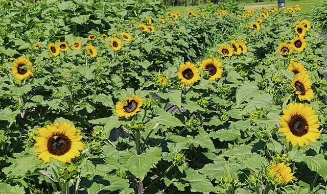 양산 황산공원 해바라기