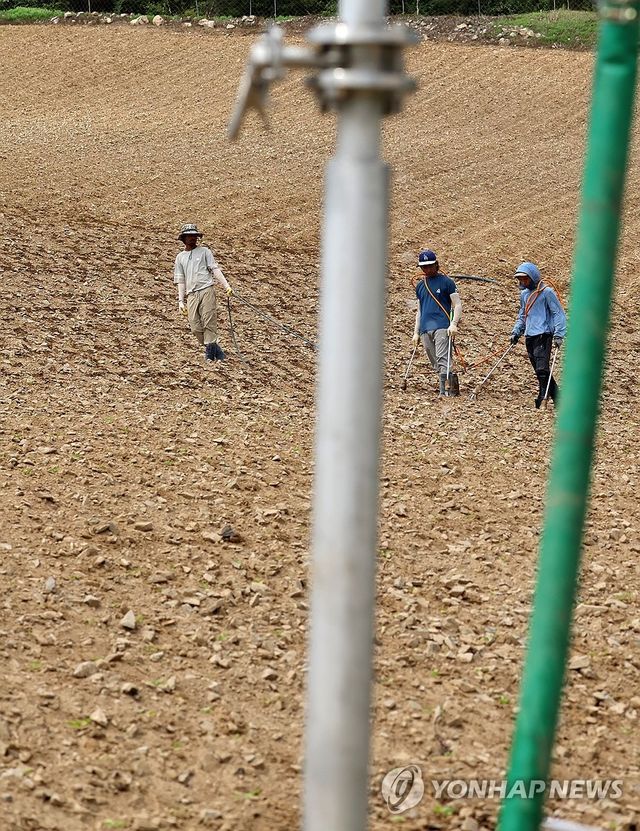 고랭지 배추밭에 물 주기