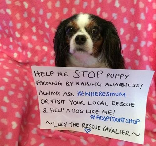 '강아지 공장'에서 구조된 영국 개 '루시'