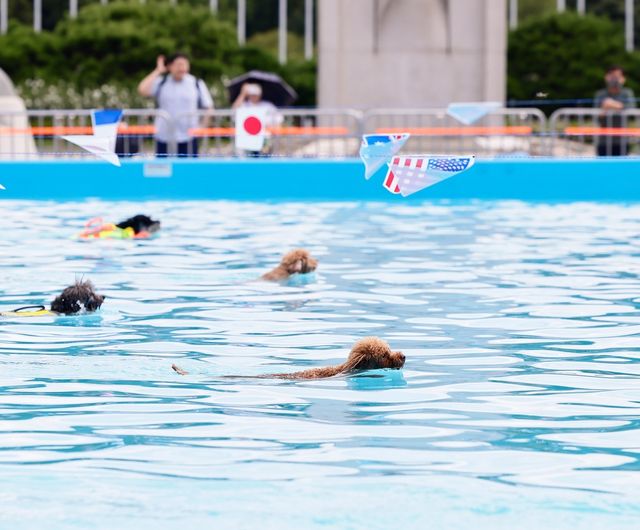 지난해 하하호호 반려견 물놀이장